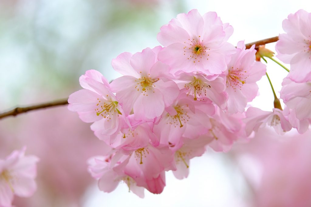 cherry blossoms, branch, petals