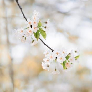 Selective Focus Photography of White Petaled Flowers