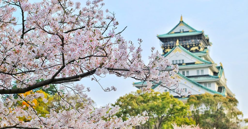 Close Up Photography of Cherry Blossom Tree