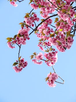 Low Angle View of Pink Flowers Against Blue Sky