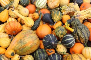 pumpkin, fall, gourd, pumpkins, farmers market, october, deco, decoration, ornamental gourds, garden, orange, autumn decoration, halloween, gourd, gourd, gourd, nature, gourd, gourd, farmers market