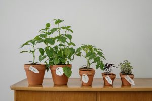 Five potted herbs including oregano and basil on a wooden table indoors.